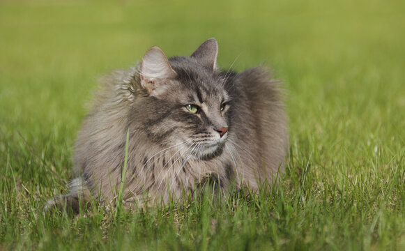 Shaggy cat relaxing in the grass