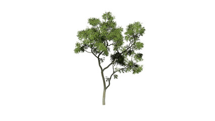Obraz premium High Quality 3D Green Trees Isolated on white background , Use for visualization in architectural design