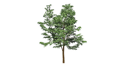 High Quality 3D Green Trees Isolated on white background , Use for visualization in architectural design