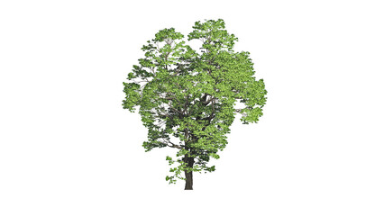 Fototapeta premium High Quality 3D Green Trees Isolated on white background , Use for visualization in architectural design