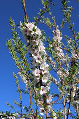 Beautiful white almond blossom in spring, the background blue sky