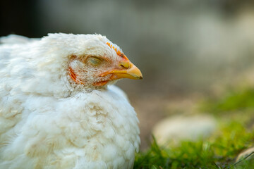 Hen feed on traditional rural barnyard. Close up of white chicken sitting on barn yard with green grass. Free range poultry farming concept.