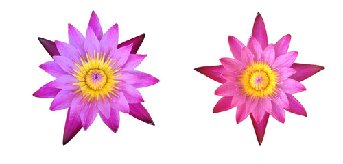 Isolated pink waterlily flower or lotus flower with clipping paths