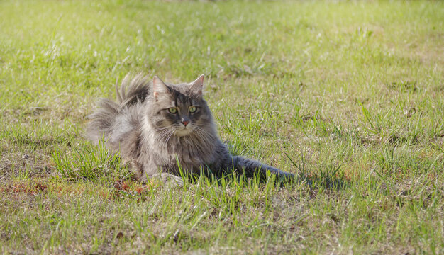 Shaggy cat in the grass watching intently