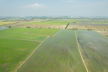 aerial view from flying drone of Field rice with landscape green pattern nature background, top view field rice