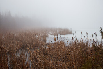 Reeds in a thawing lake on a foggy day