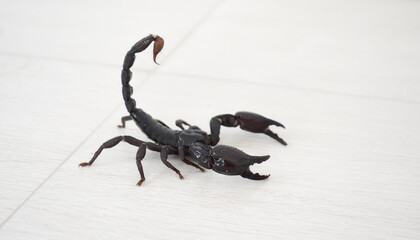 scorpion on black background