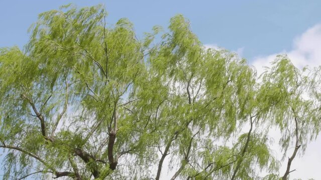 Japanese willow tree rustling under the blue sky