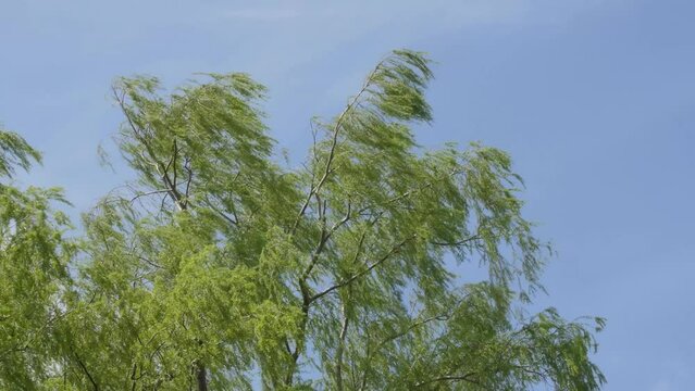 Japanese willow tree rustling under the blue sky