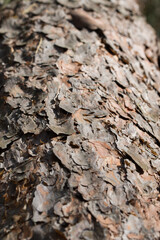 pine tree bark closeup selective focus