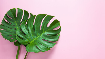 Natural green monstera leaf on pastel pink background, tropical leaf.