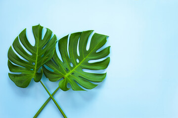 top view of tropical monstera leaf on blue color background. minimal summer concept, flat lay, copy space.