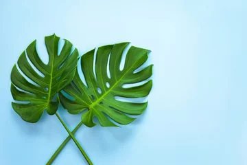 Rolgordijnen Monstera top view of tropical monstera leaf on blue color background. minimal summer concept, flat lay, copy space.