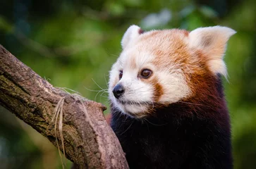 Fotobehang red panda in a tree © Aaron