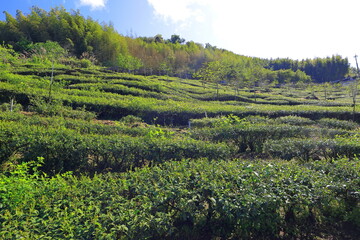 Fototapeta na wymiar Trail of tea in Alishan National Forest Recreation Area, situated in Alishan Township, Chiayi , TAIWAN