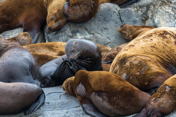 island sea lions