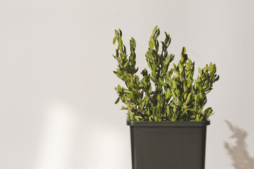 close up view of boxwood branch in a flowerpot, minimal home decor, copy space. natural light