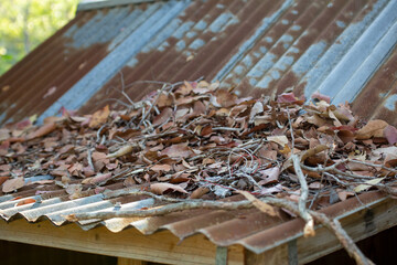Dry Leaves and Twigs on a Rusty Corrugated Iron Roof - obrazy, fototapety, plakaty
