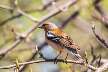 Common chaffinch, Fringilla coelebs, sits on a branch in spring on green background. Common chaffinch in wildlife.