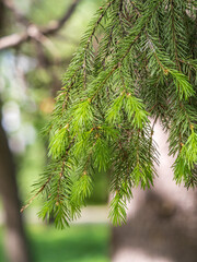 Fir branches with fresh shoots in spring.