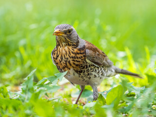 Wood bird Fieldfare, Turdus pilaris, on a sprng lawn.