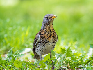 Wood bird Fieldfare, Turdus pilaris, on a sprng lawn.