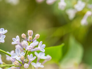 Pink Blooming Lilac Flowers in spring with blured background