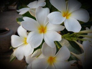 Fototapeta na wymiar Frangipani flowers 1