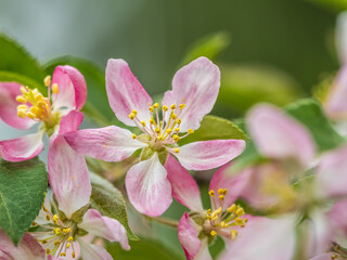 Fresh pink flowers of a blossoming apple tree with blured background