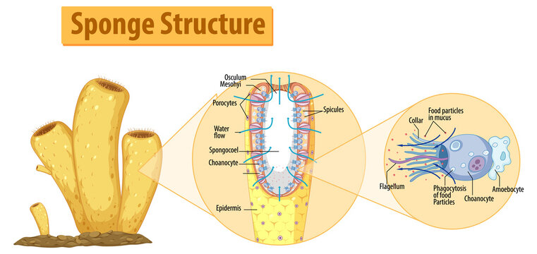 Diagram showing structure of sponge