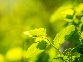 Green bushes with young leaves in the sunset
