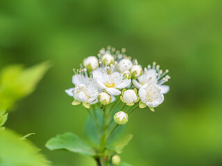 Spiraea chamaedryfolia or germander meadowsweet or elm-leaved spirea white flowers with green background.