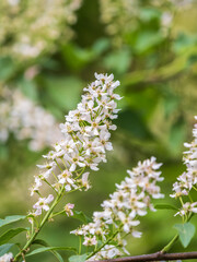 White flowers blooming bird cherry. Close-up of a Flowering Prunus padus Tree with White Little Blossoms
