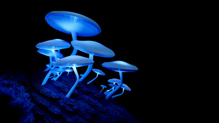 bioluminescent mushrooms - 499051543