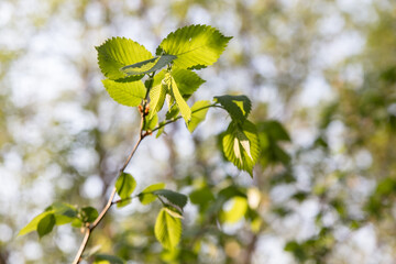 A branch with leaves is illuminated by sunlight beautifully