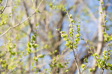 A branch with leaves is illuminated by sunlight beautifully