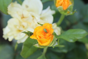 orange rose flower