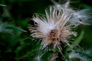 dandelion seed head