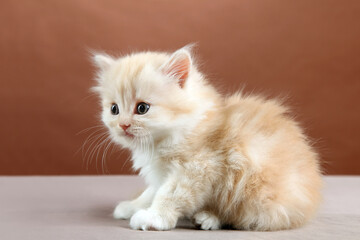 Fluffy red kitten on a brown background.