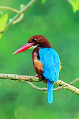 The White-throated Kingfisher on a branch