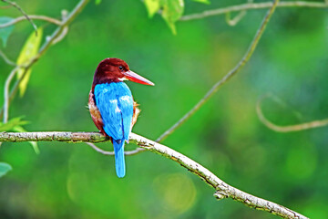 The White-throated Kingfisher on a branch