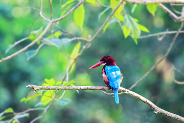 The White-throated Kingfisher on a branch