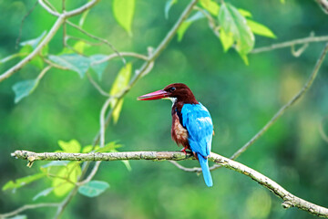 The White-throated Kingfisher on a branch