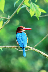 The White-throated Kingfisher on a branch