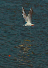 flying seagull