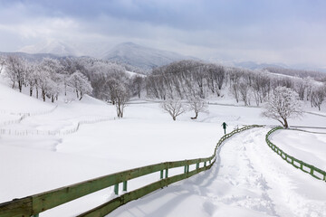 Fototapeta na wymiar Beautiful winter mountain snow scene, snow-covered road and wooden fence (Daegwallyeong, Gangwon-do, South Korea)