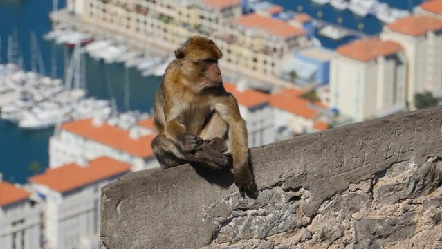 Barbary ape on the Rock of Gibraltar. City in background