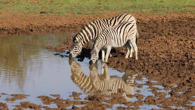 Plains zebras (Equus burchelli) drinking at a waterhole, Mokala National Park, South Africa