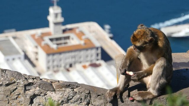Barbary ape on the Rock of Gibraltar. City in background