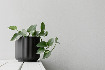 Home climbing flower on the window. Place for text